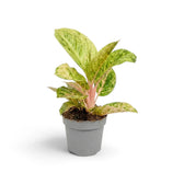 Aglaonema 'Apple Fantasy' mit zartgrünen Blättern, cremefarbener Zeichnung und rosa Aderung