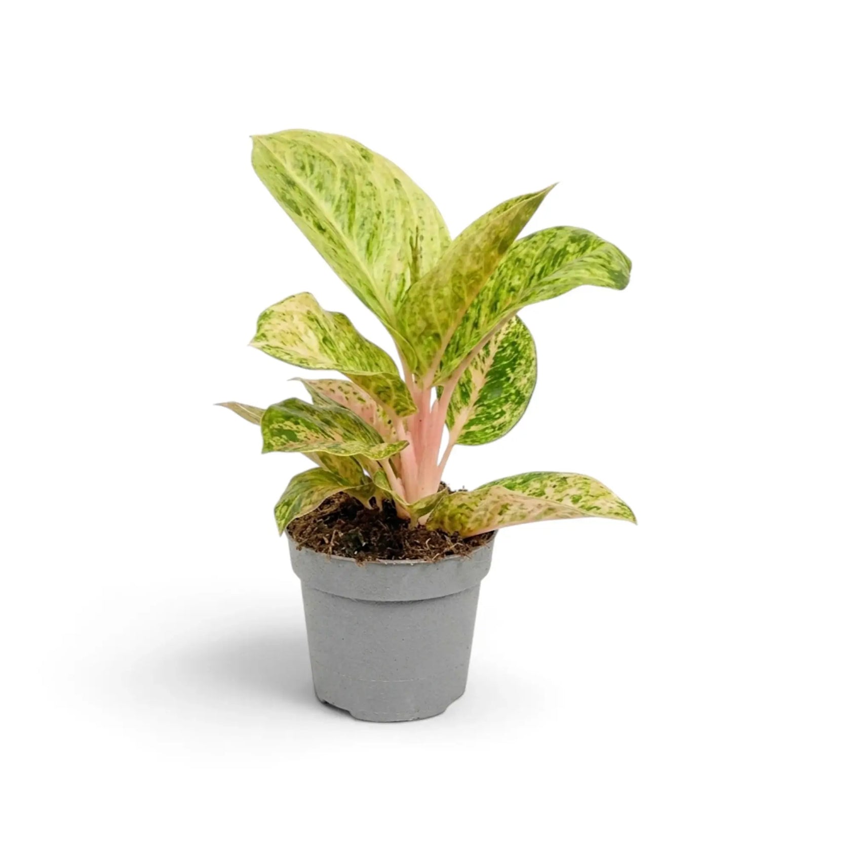 Aglaonema 'Apple Fantasy' mit zartgrünen Blättern, cremefarbener Zeichnung und rosa Aderung