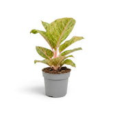 Gesamtansicht von Aglaonema 'Apple Fantasy' mit grünen Blättern, cremefarbenen Sprenkeln und zartrosa Mittelrippen