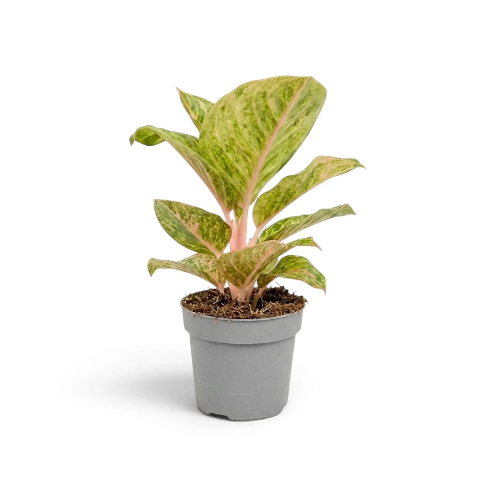 Gesamtansicht von Aglaonema 'Apple Fantasy' mit grünen Blättern, cremefarbenen Sprenkeln und zartrosa Mittelrippen