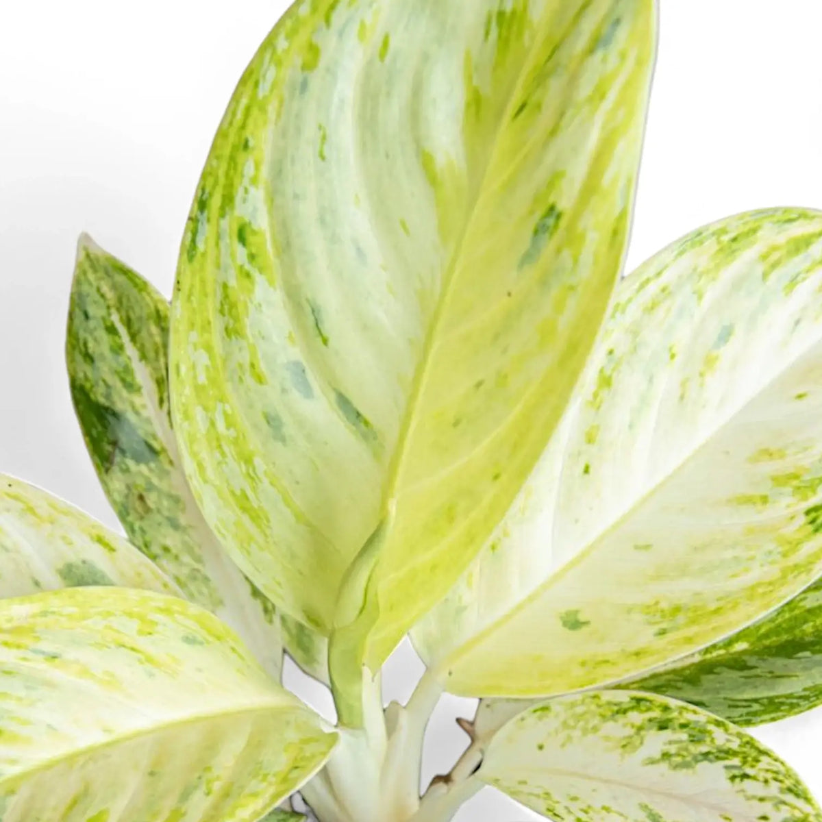 aglaonema illumination Aglaonema 'Arctic Lime'
