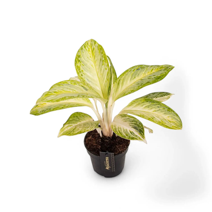 Aglaonema 'Arctic Lime' potted plant in nursery pot on white background.