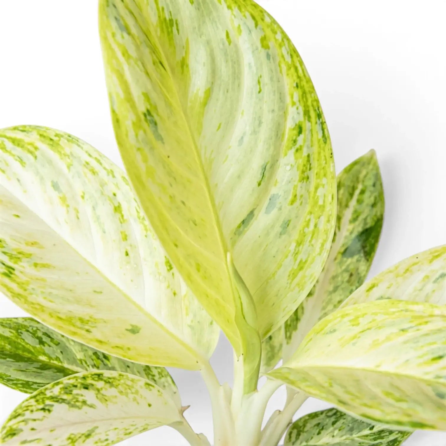 Close-up of Aglaonema 'Arctic Lime' leaves.