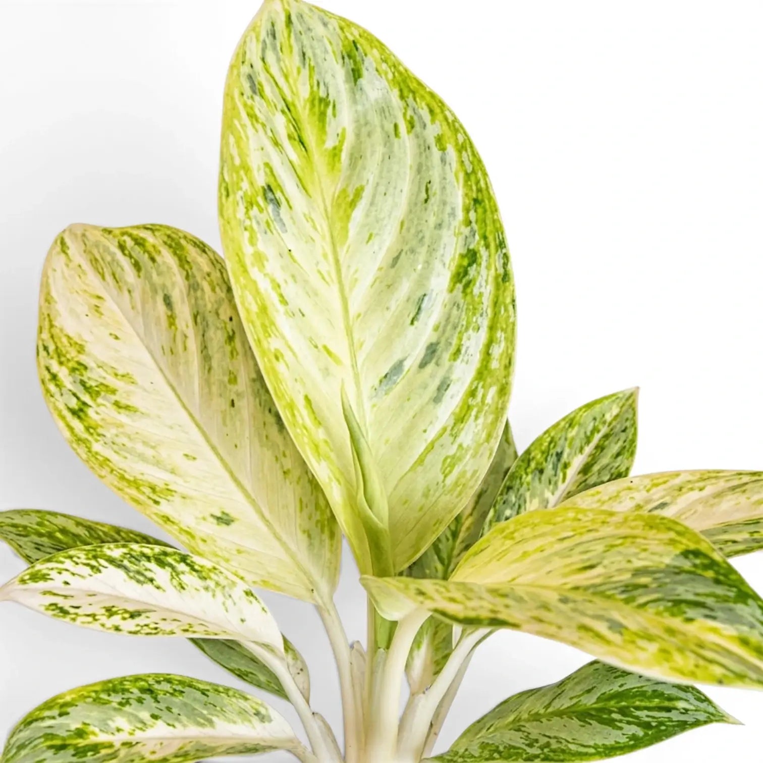 Close-up of Aglaonema 'Arctic Lime' leaves.