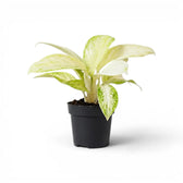 Aglaonema 'Arctic Lime' plant in a nursery pot.