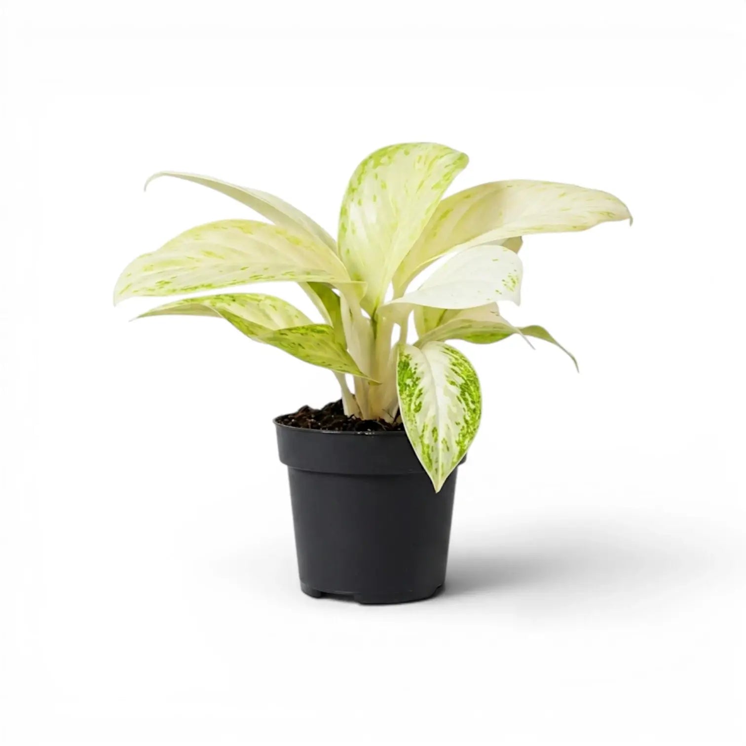 Aglaonema 'Arctic Lime' plant in a nursery pot.