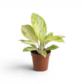 Aglaonema 'Arctic Lime' plant in a nursery pot.