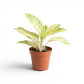 Aglaonema 'Arctic Lime' plant in a nursery pot.