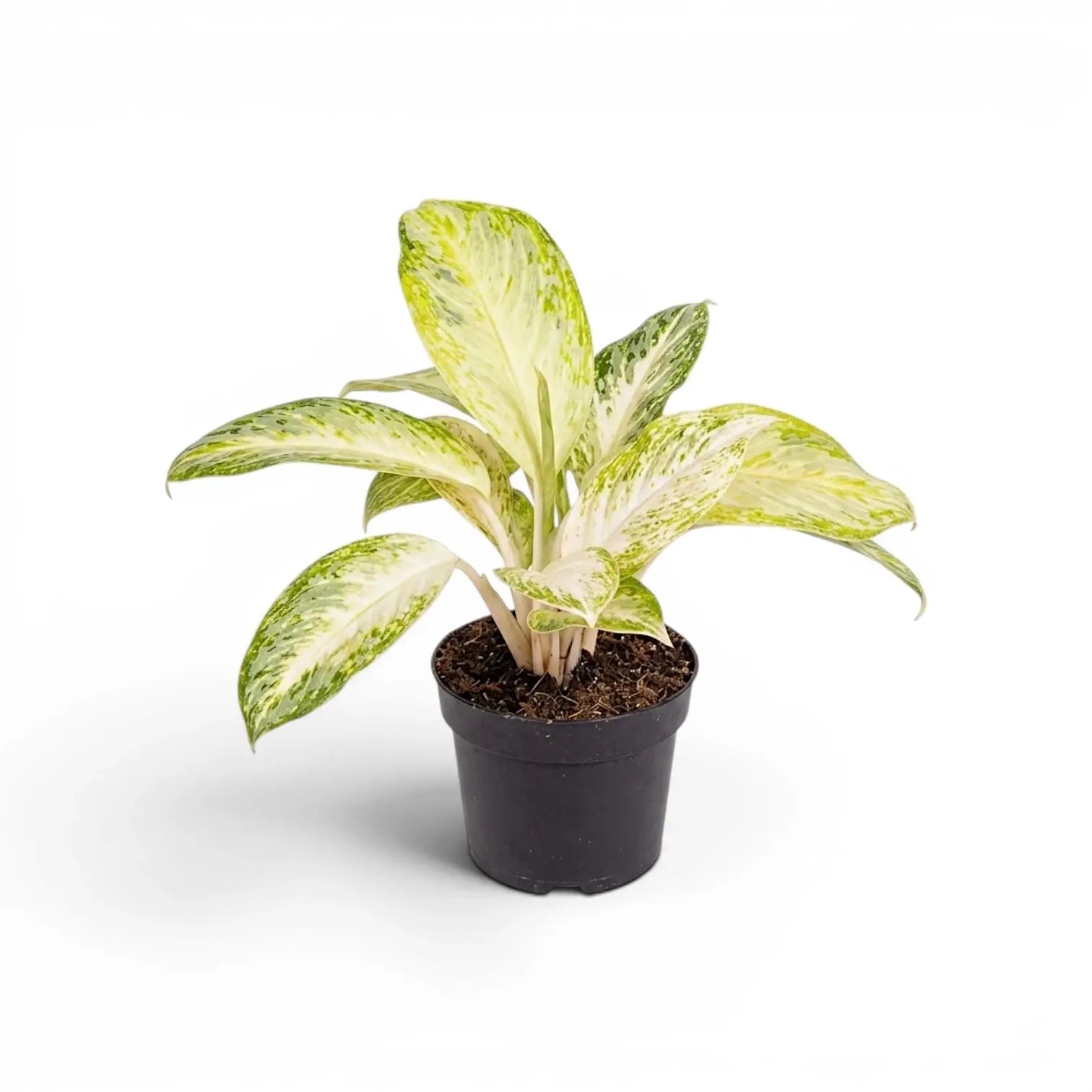 Aglaonema 'Arctic Lime' plant in a nursery pot.