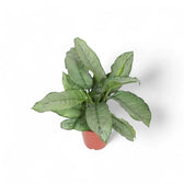 bj freeman aglaonema Aglaonema 'B.J. Freedman' – Speckled Green Cultivar