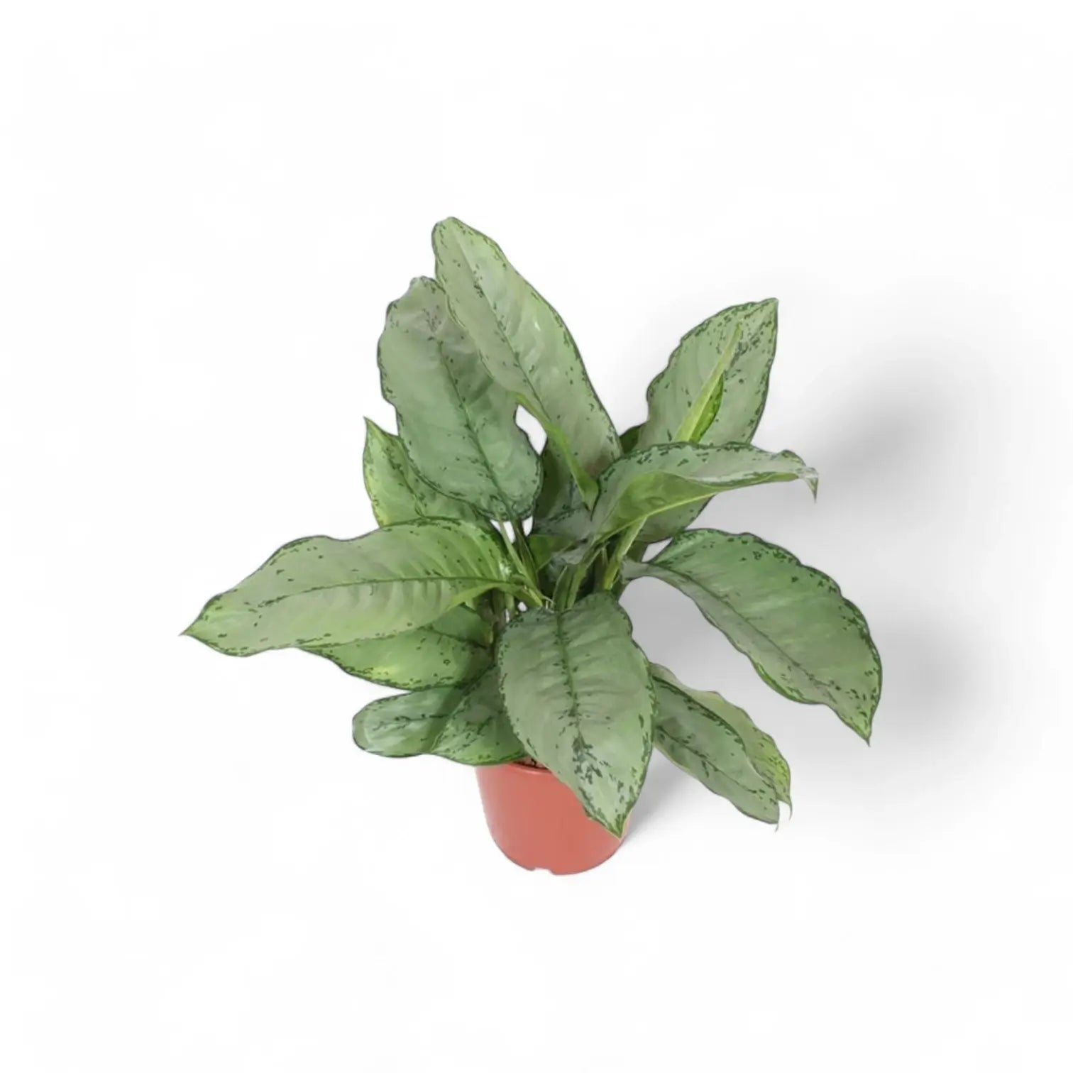 Aglaonema 'B.J. Freedman' Zimmerpflanze im Anzuchttopf vor weißem Hintergrund, Produktfoto 2.