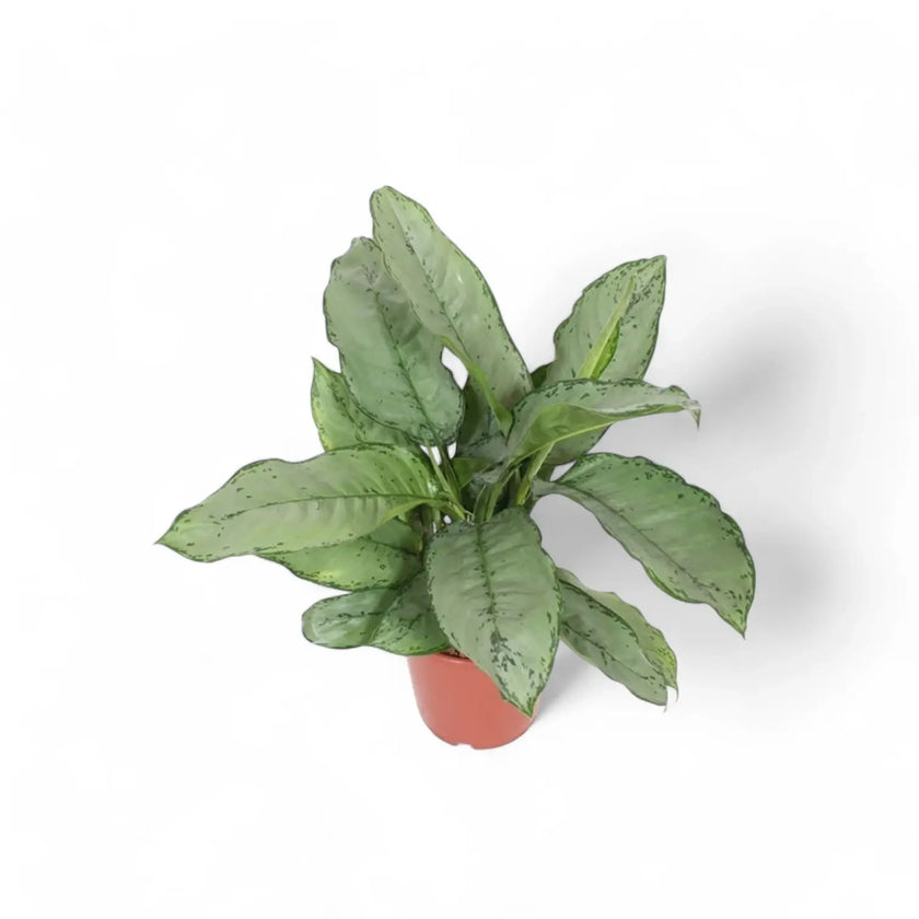 Aglaonema 'B.J. Freedman' potted plant in nursery pot on white background.