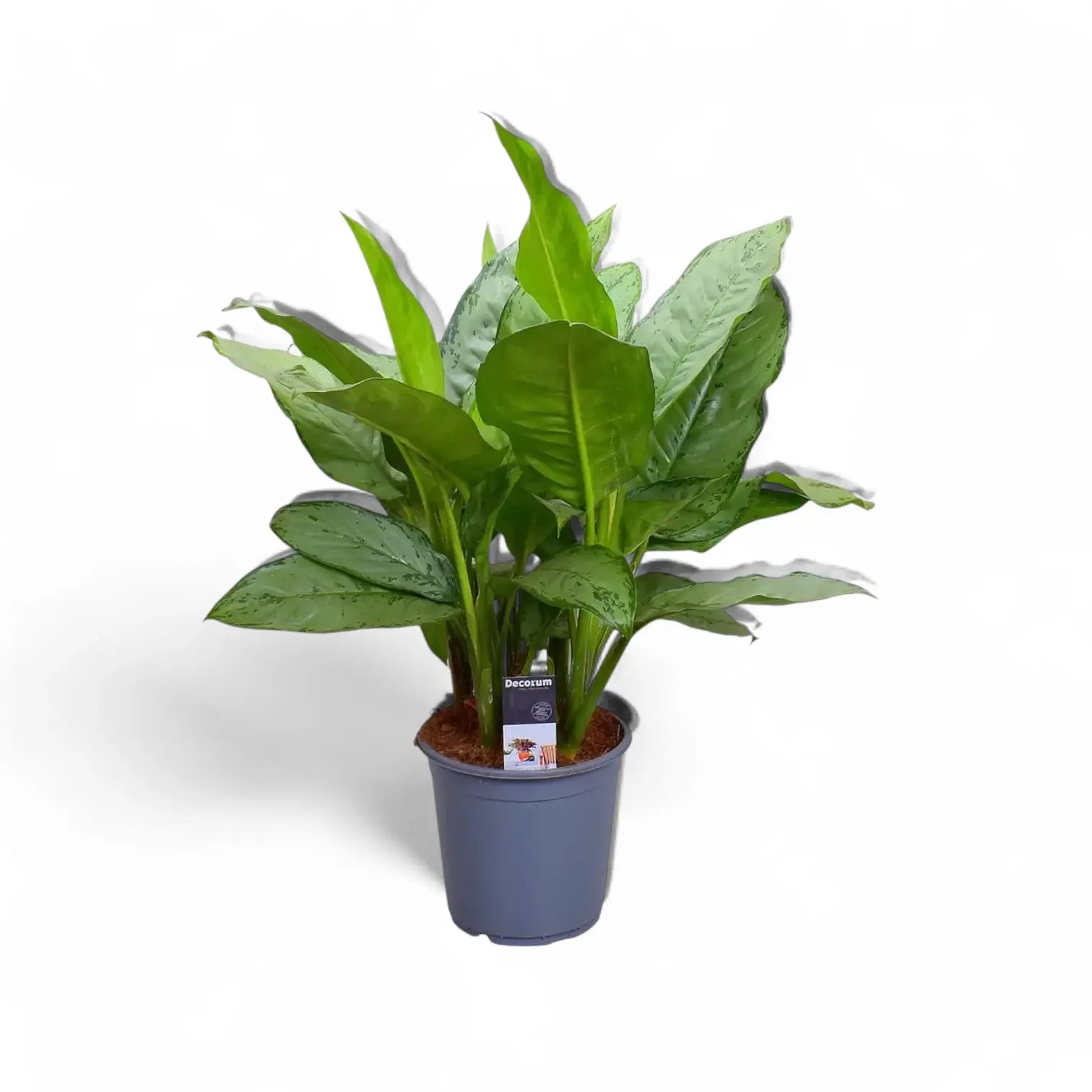 Aglaonema 'B.J. Freedman' Zimmerpflanze im Anzuchttopf vor weißem Hintergrund, Produktfoto 3.