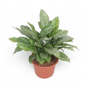 Aglaonema 'B.J. Freedman' Zimmerpflanze im Anzuchttopf vor weißem Hintergrund, Produktfoto 4.