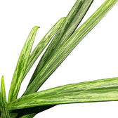 Nahaufnahme eines Blatts von Aglaonema 'Bit Kisses' vor weißem Hintergrund.