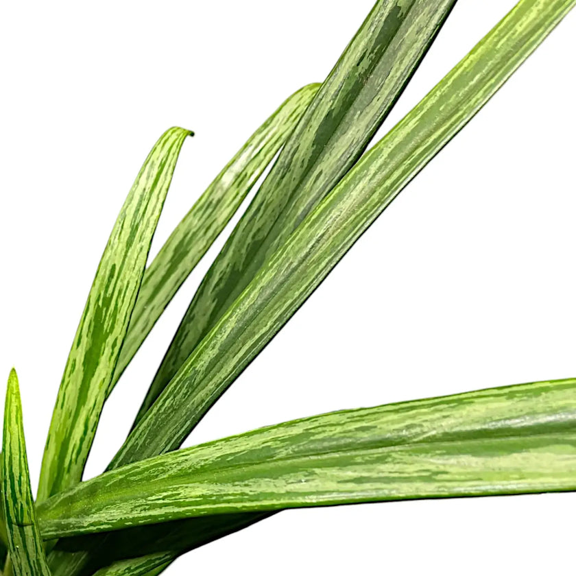 Aglaonema 'Bit Kisses' leaf detail on white background.