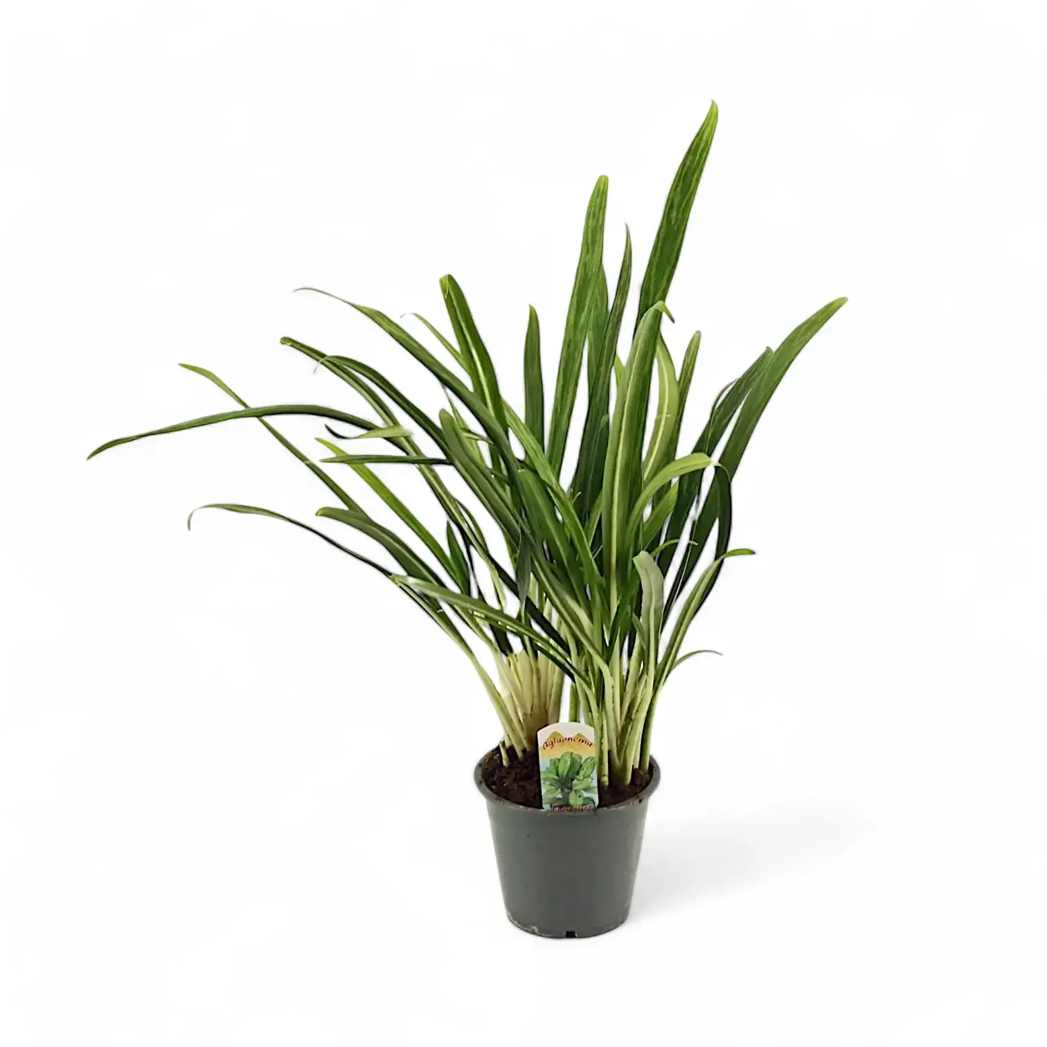 Aglaonema 'Bit Kisses' – Topfpflanze im Kulturtopf vor weißem Hintergrund, Produktfoto 2.