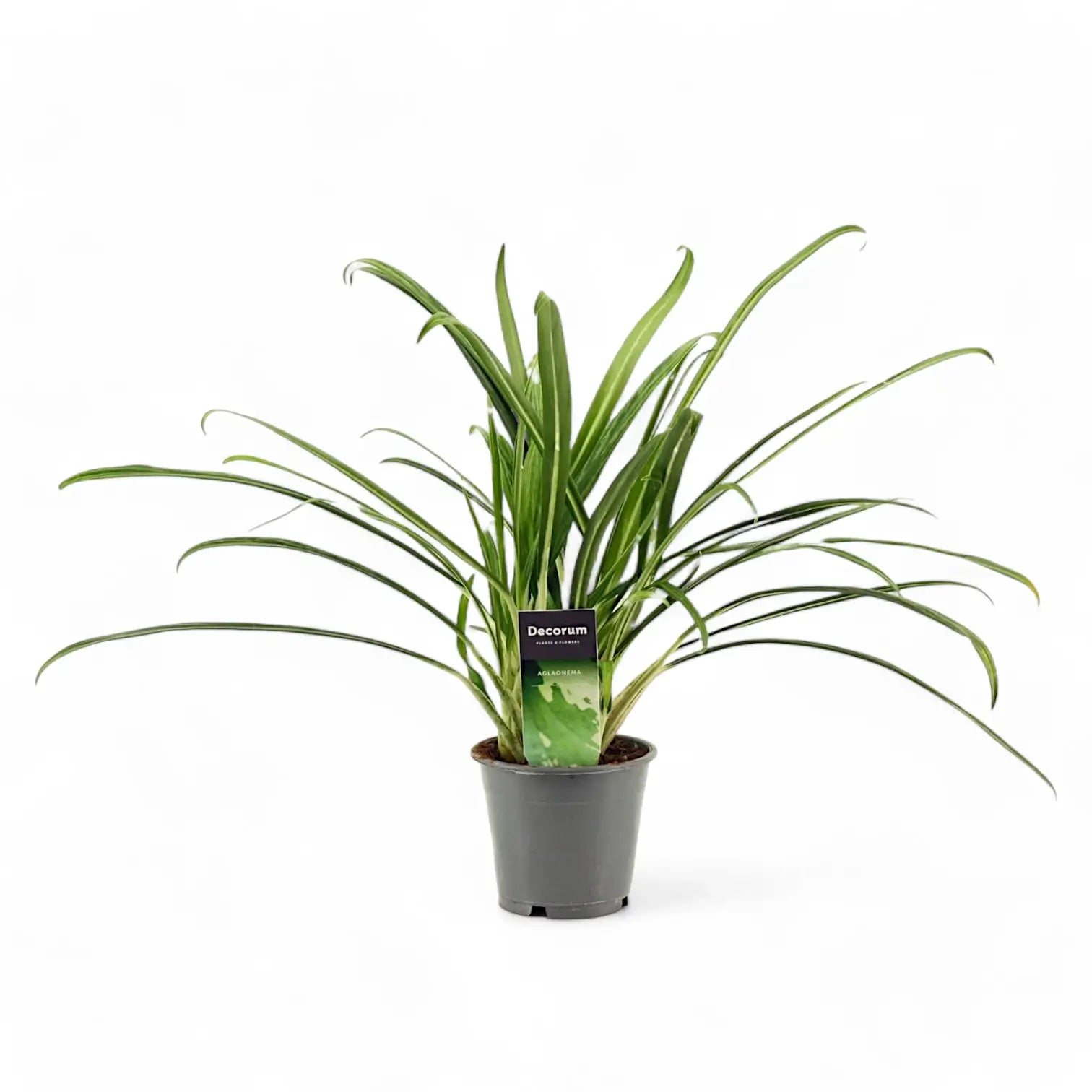 Aglaonema 'Bit Kisses' – Topfpflanze im Kulturtopf vor weißem Hintergrund, Produktfoto 3.