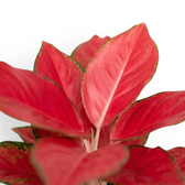 Aglaonema ‘Chili Red’ foliage with vivid red blades and narrow green margins.
