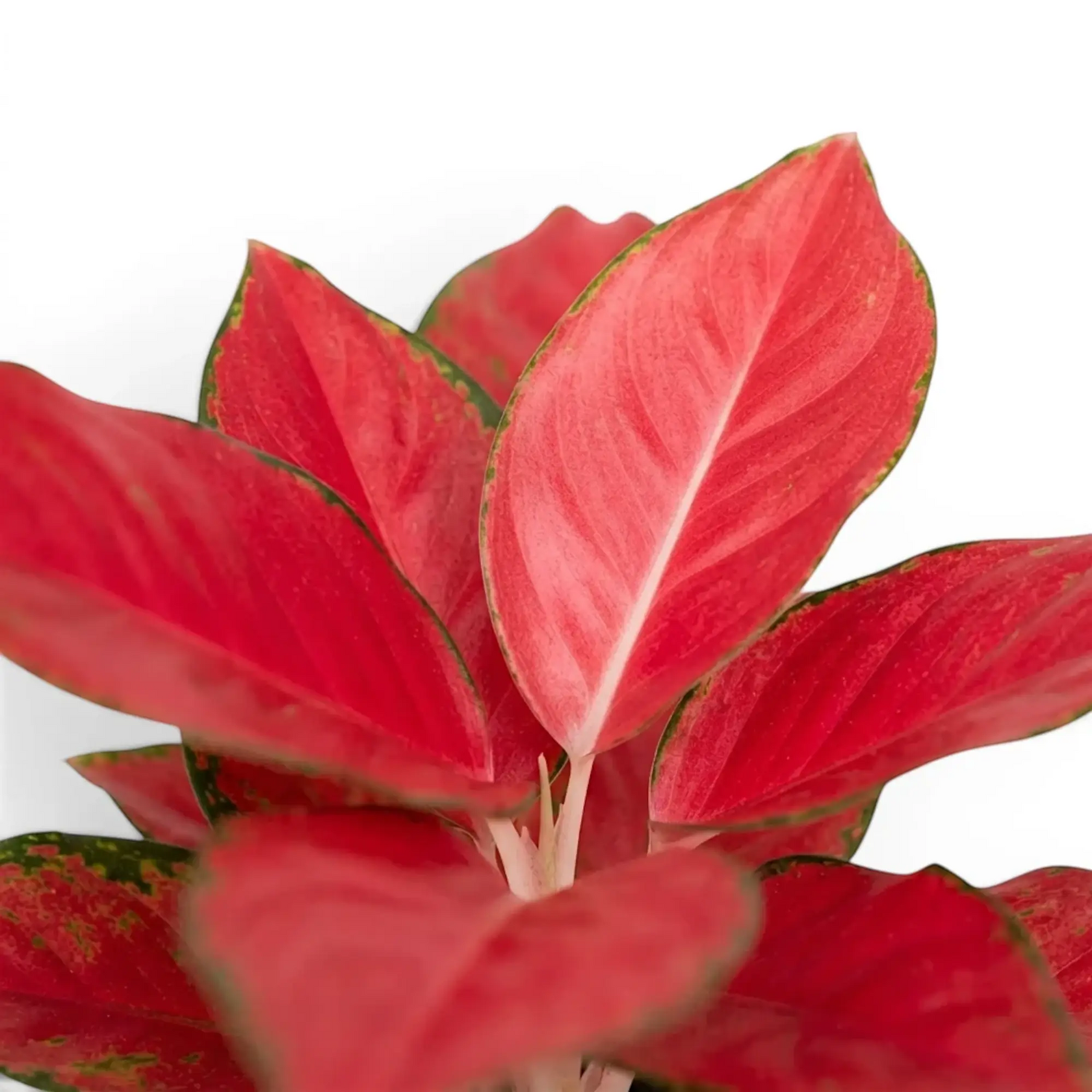 Aglaonema ‘Chili Red’ foliage with vivid red blades and narrow green margins.