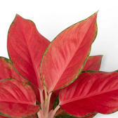 Aglaonema ‘Chili Red’ leaves with coral-red centres, pink veins and green edges.