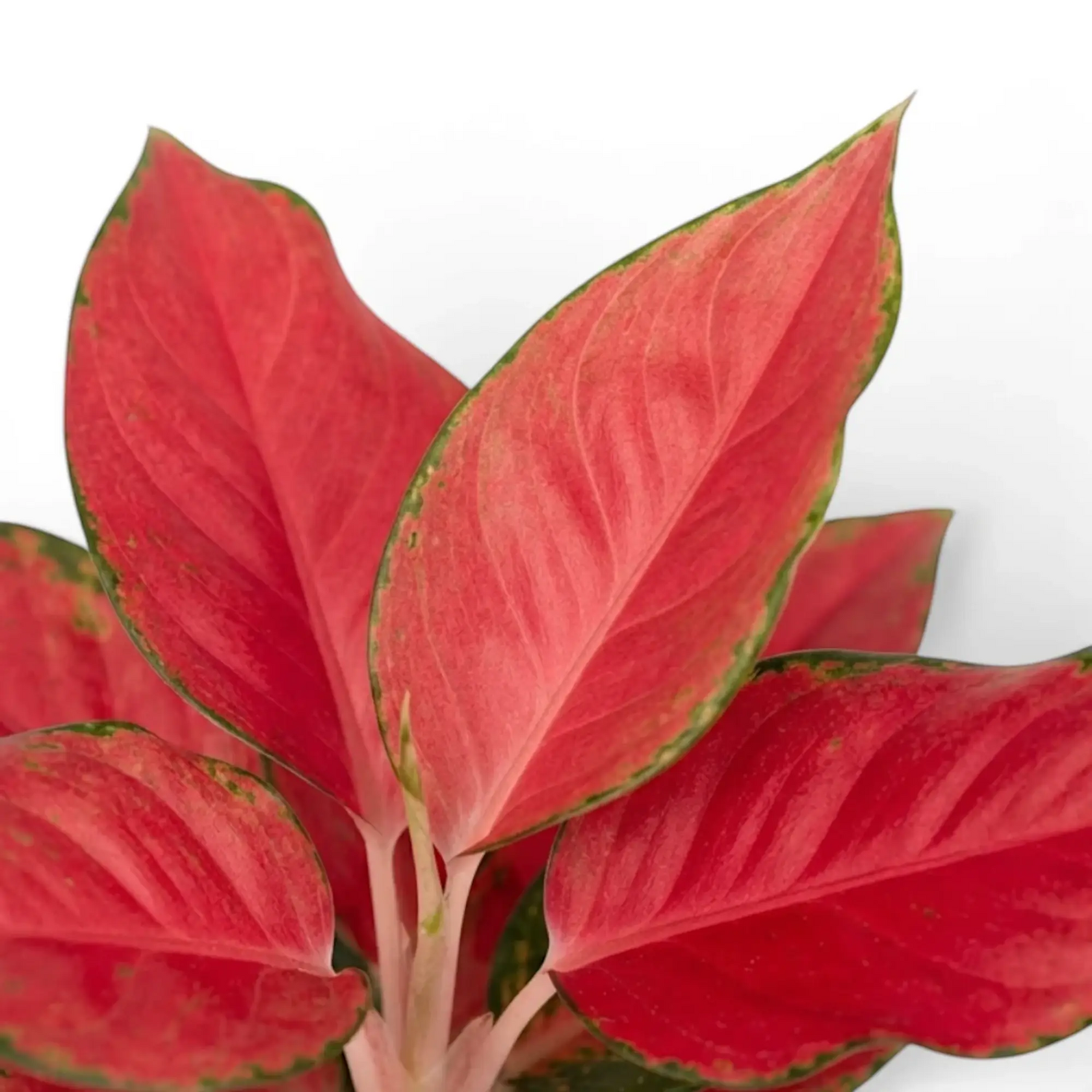 Aglaonema ‘Chili Red’ leaves with coral-red centres, pink veins and green edges.