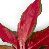 Aglaonema ‘Chili Red’ leaf detail with a deep red centre and slim green border.
