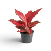 Aglaonema ‘Chili Red’ with upright red foliage in a grey nursery pot.