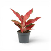 Aglaonema ‘Chili Red’ with a compact crown of coral-red leaves in a grey nursery pot.
