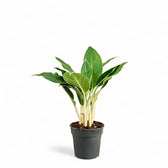aglaonema cintho king Aglaonema 'Cintho King'