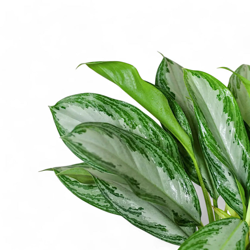 Aglaonema 'Cleopatra' close-up of leaf on white background.