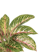 Nahaufnahme eines Blatts von Aglaonema 'Cocomelon' vor weißem Hintergrund.
