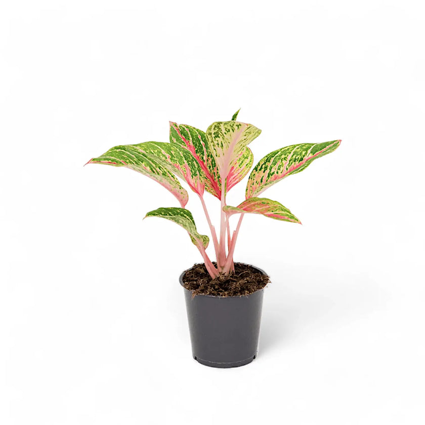 Aglaonema 'Cocomelon' potted plant in nursery pot on white background.