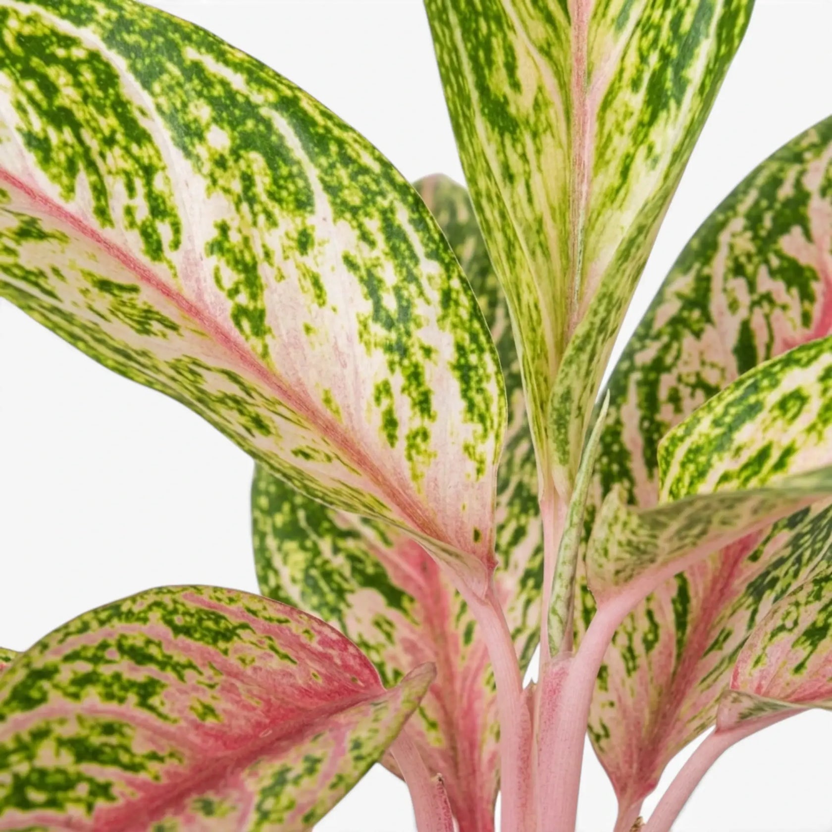 Aglaonema 'Cocomelon'