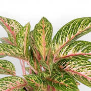 Aglaonema 'Cocomelon'