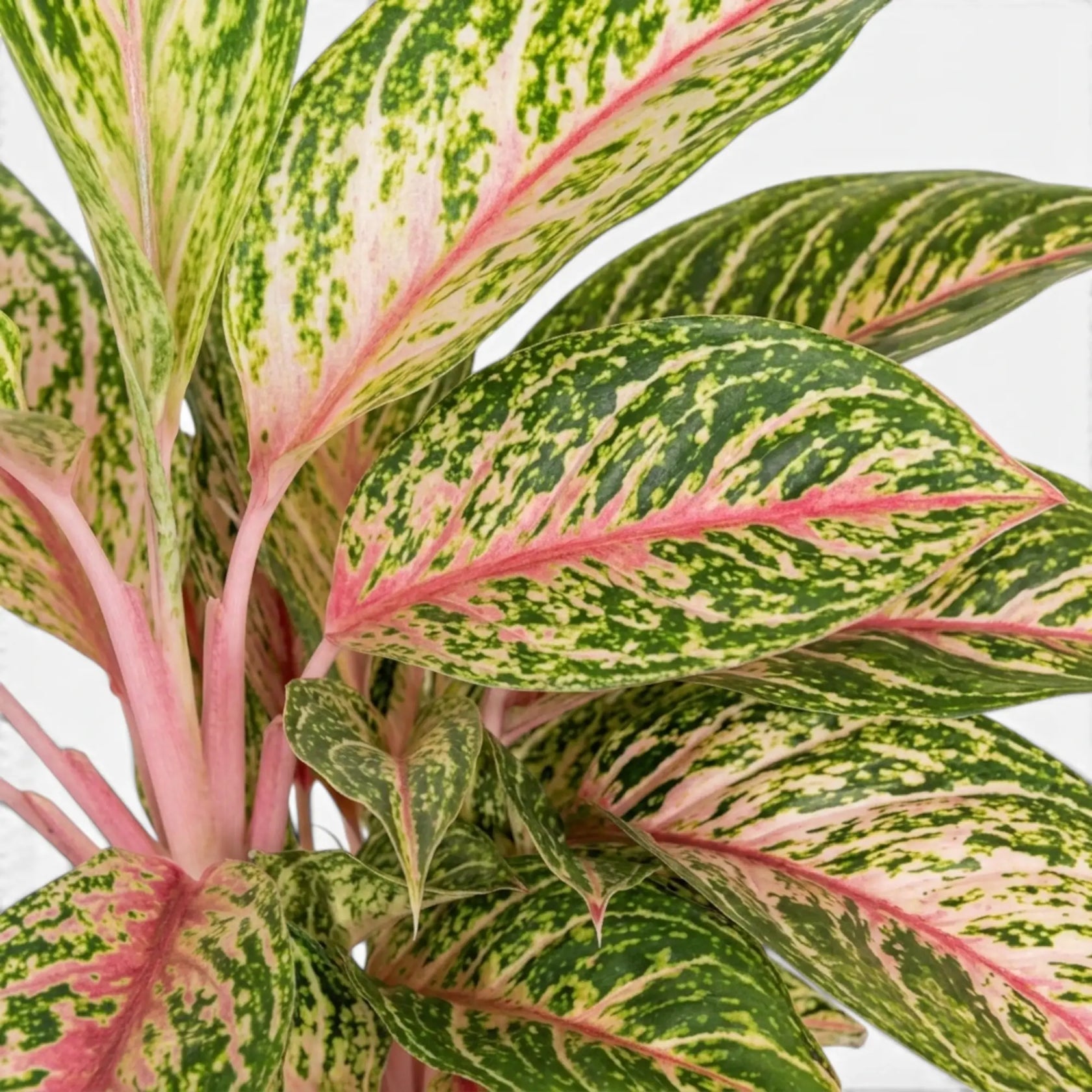 Aglaonema 'Cocomelon'