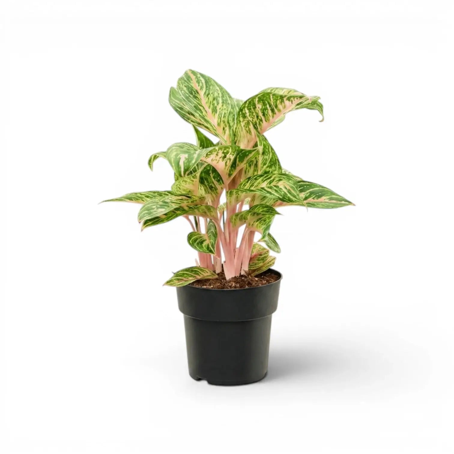 Aglaonema 'Cocomelon'