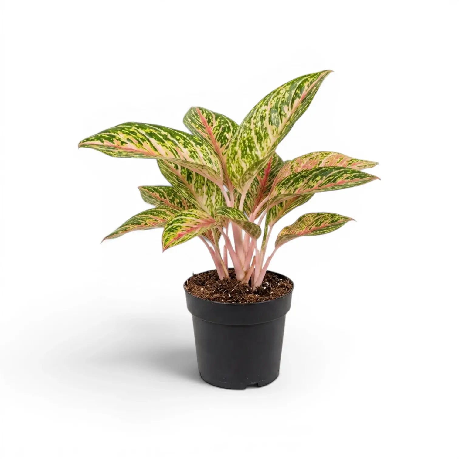 Aglaonema 'Cocomelon'