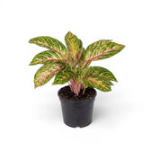 Aglaonema 'Cocomelon'