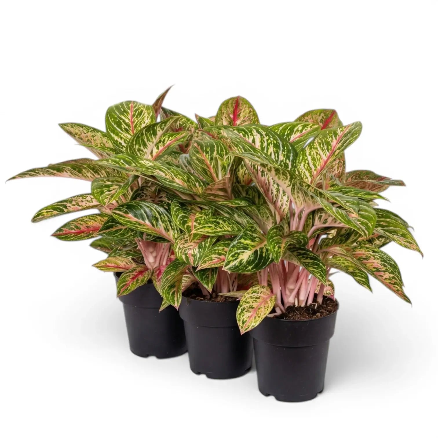 Aglaonema 'Cocomelon'