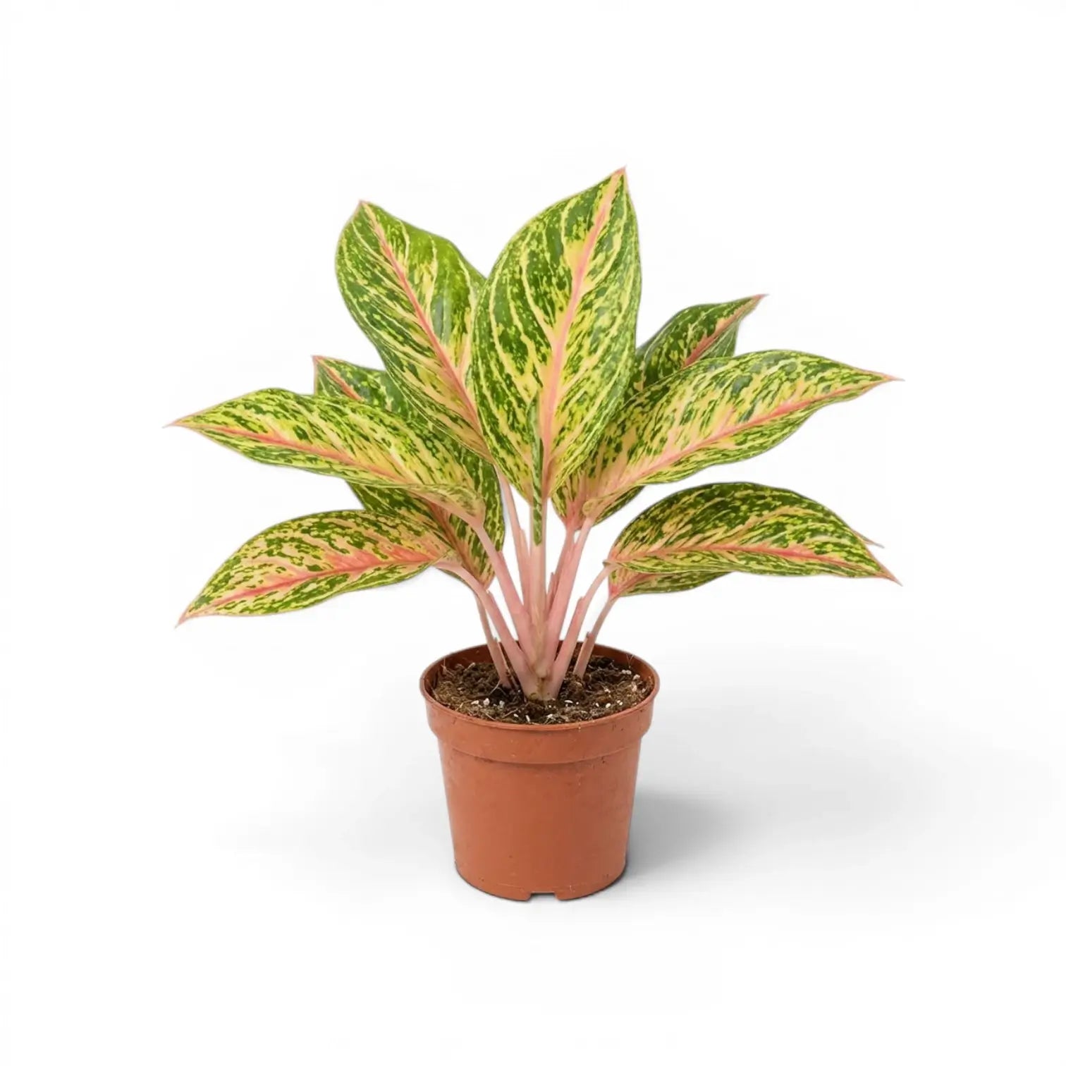 Aglaonema 'Cocomelon'