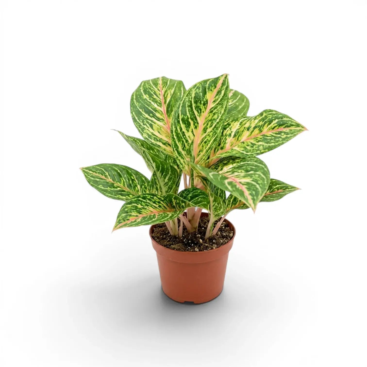 Aglaonema 'Cocomelon'