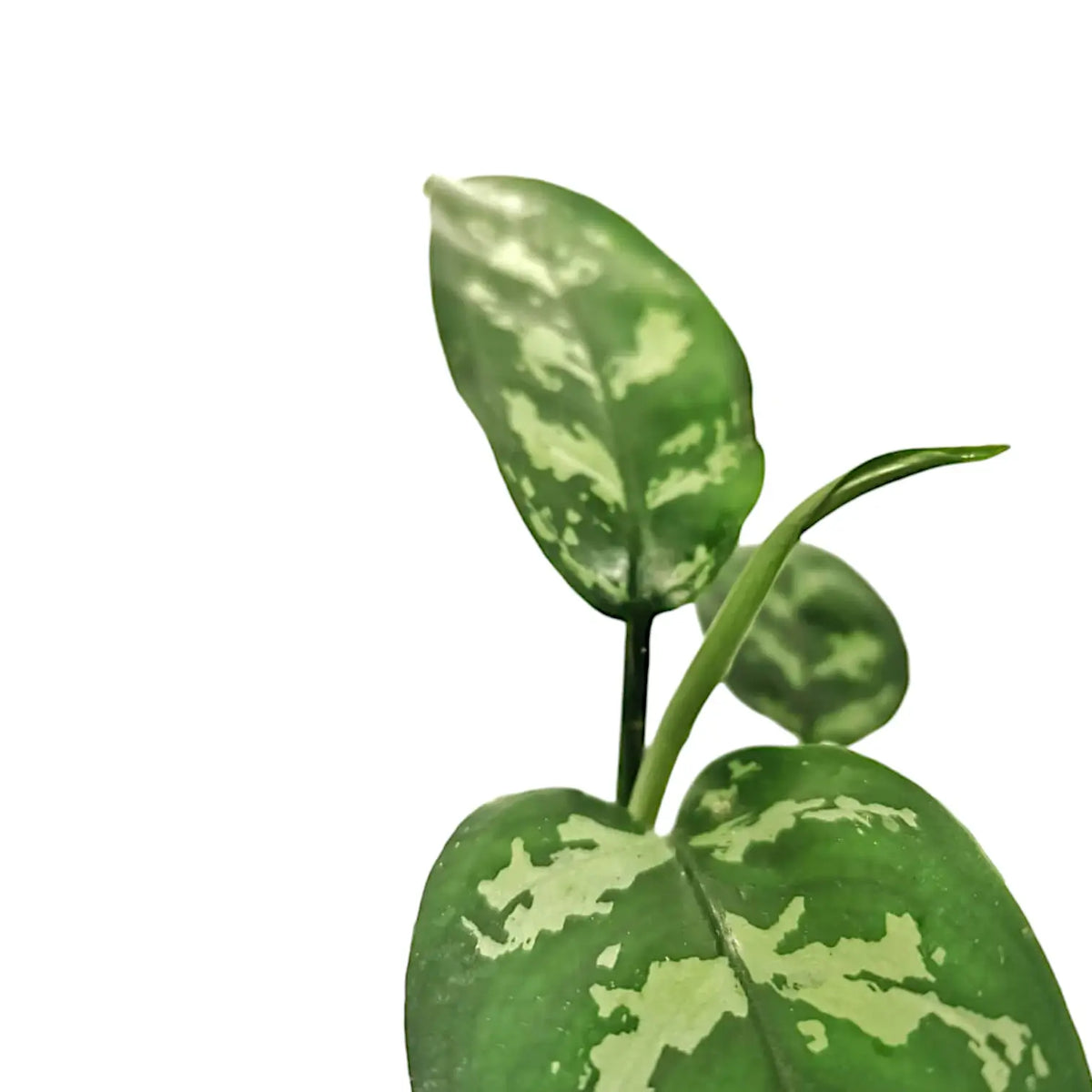 aglaonema commutatum chinese evergreen Aglaonema commutatum – Classic Chinese Evergreen