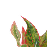 Aglaonema 'Crete' aka 'Siam Aurora' aka 'Jungle Red' leaf close-up on white background.