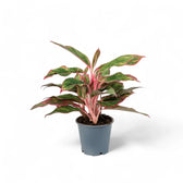 Aglaonema 'Crete' aka 'Siam Aurora' aka 'Jungle Red' potted plant in nursery pot on white background.