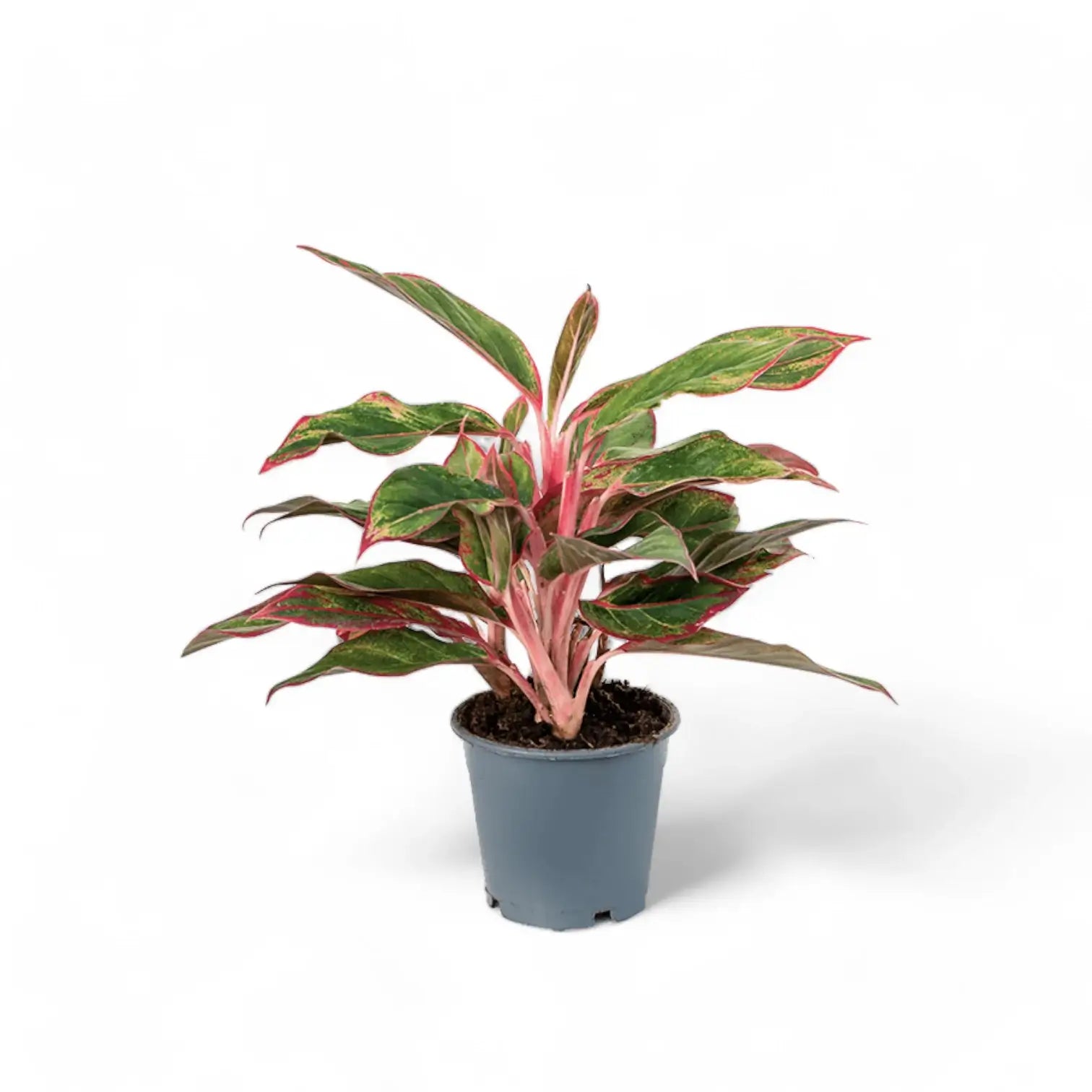 Aglaonema 'Crete' aka 'Siam Aurora' aka 'Jungle Red' potted plant in nursery pot on white background.