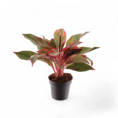 Aglaonema 'Crete' aka 'Siam Aurora' aka 'Jungle Red' potted plant in nursery pot on white background.