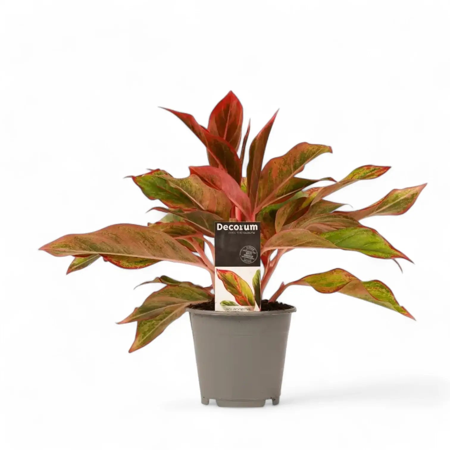 Aglaonema 'Crete' aka 'Siam Aurora' aka 'Jungle Red' potted plant in nursery pot on white background.