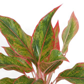 Close-up of Aglaonema ‘Crete’ green leaves with red-pink markings