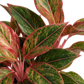 Close-up of Aglaonema ‘Crete’ green leaves with red-pink markings